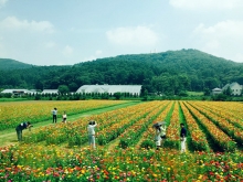 2015.08 招標(biāo)代理分公司日本本州觀光旅游